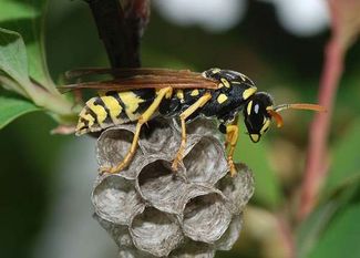 European wasp
