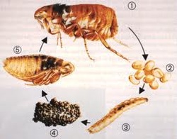 Fleas Life Cycle 