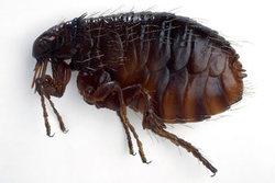 Fleas pest control