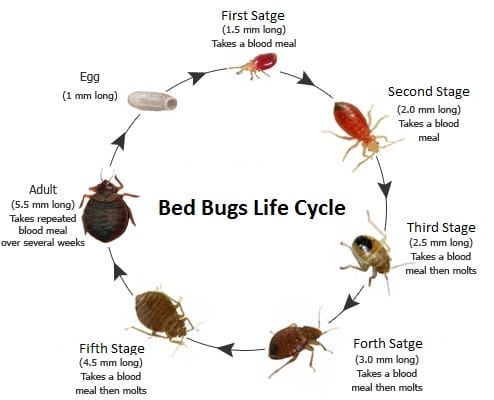 Bed bugs life cycle