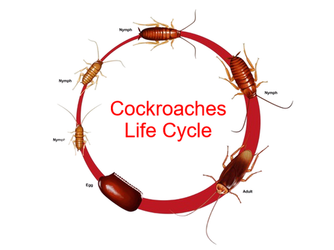 cockroaches live cycle